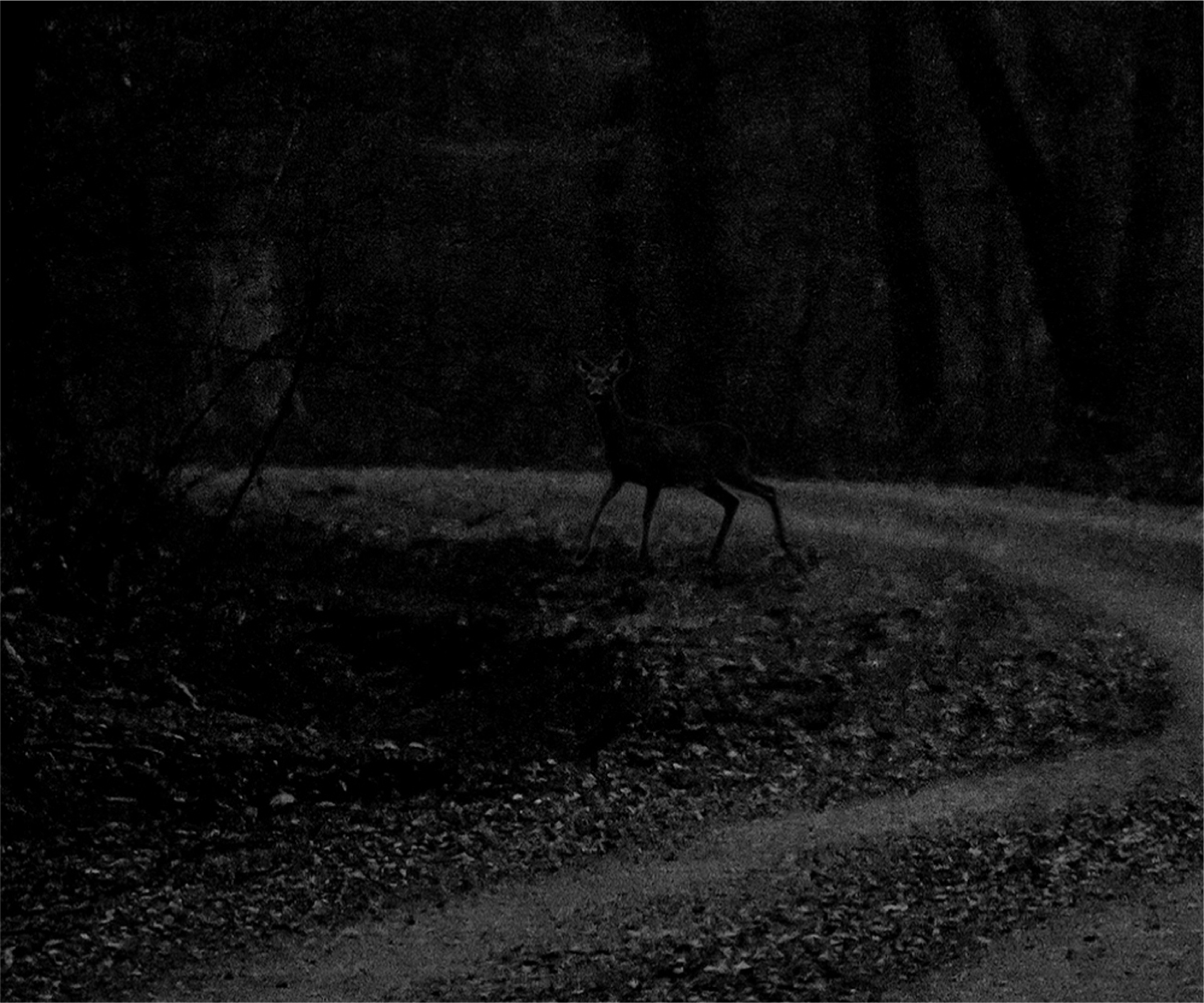 What Value Does Thermal Night Vision Offer Drivers on Unlit Roads